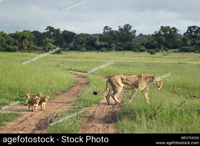 A lioness, Panthera leo, walking through grass, with her cubs trailing behind her