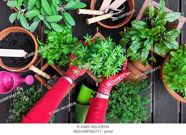 Gardening, potting medicinal and kitchen plants