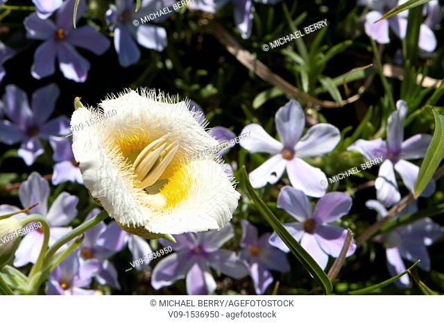 Subalpine mariposa lily (Calochortus subalpinus). Oregon. USA