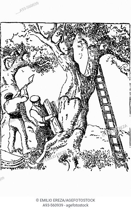 Harvesting cork. Antique drawing, ca. 1900