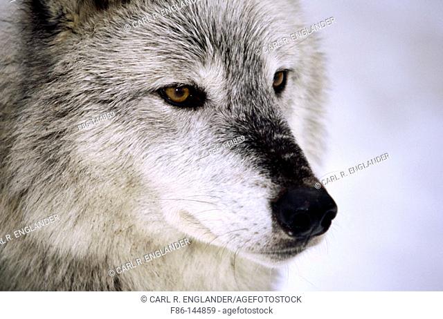 Gray Wolf (Canis lupus), female. Vermont. USA