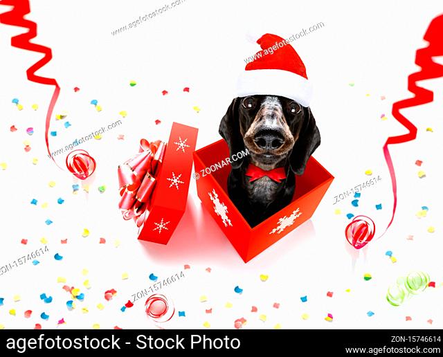 christmas santa claus dachshund sausage dog as a holiday season surprise out of a gift or present box with red hat , isolated on white background