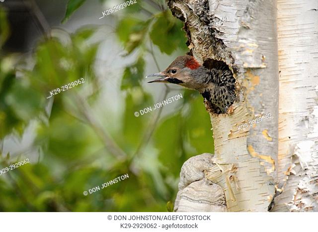 Northern flicker (Colaptes auratus) Young in birch tree nest cavity, Wanup, Ontario, Canada