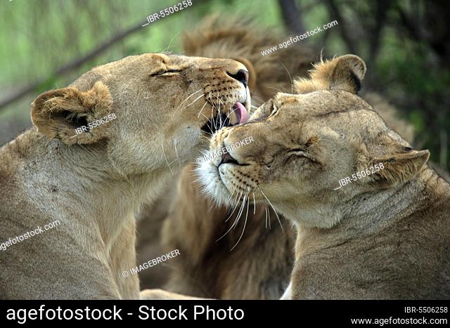 African lionesses, Sabi Sabi Private Game Reserve, South Africa nian lion (Panthera leo), lioness