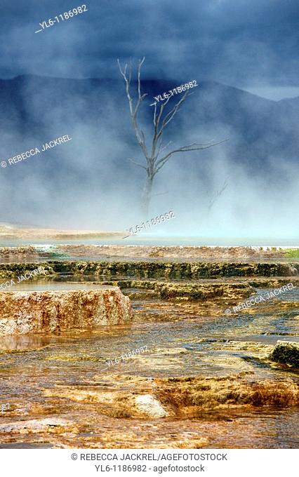North America, USA, Wyoming, Yellowstone National Park, Mammoth Hot Springs  Terrace formed by thermophile bacteria