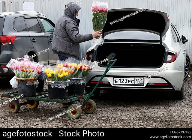 RUSSIA, ROSTOV REGION - MARCH 7, 2023: A worker loads wrapped bunches of tulips into the back of a car at a greenhouse run by the OOO Talan company in the...