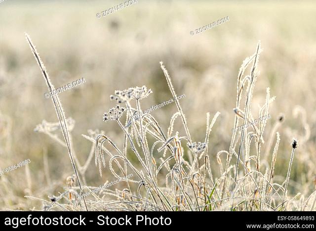 Frost on the grasses in a meadow in November by a cold morning