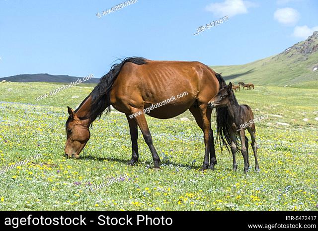 Horses in the steppe, Song Kol Lake, Naryn Province, Kyrgyzstan, Central Asia, Asia