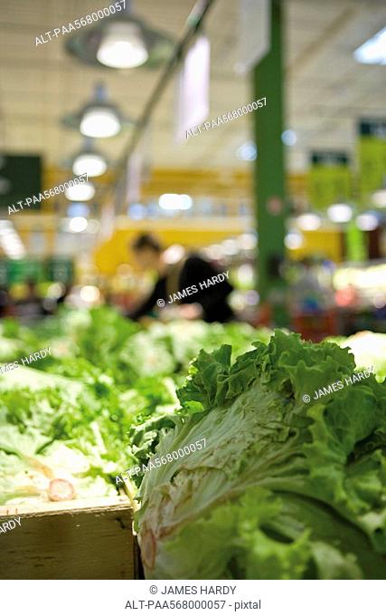 Head of romaine lettuce, produce department of supermarket