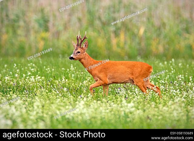 Dominant roe deer, capreolus capreolus, buck with dark antlers walking with head high on a meadow with white wildflowers early in the morning in summer