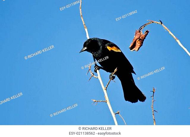 Red-Winged Blackbird Perched in Tree