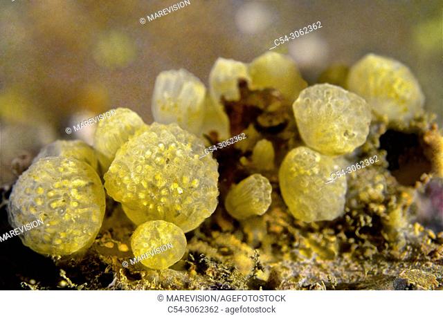 Ascidian. Tunicate. Sea squirt (Aplidium argus). Eastern Atlantic. Galicia. Spain. Europe