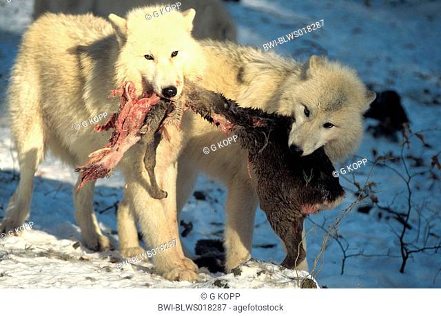 arctic wolf, tundra wolf Canis lupus albus, with prey, Germany, Saarland, Merzig