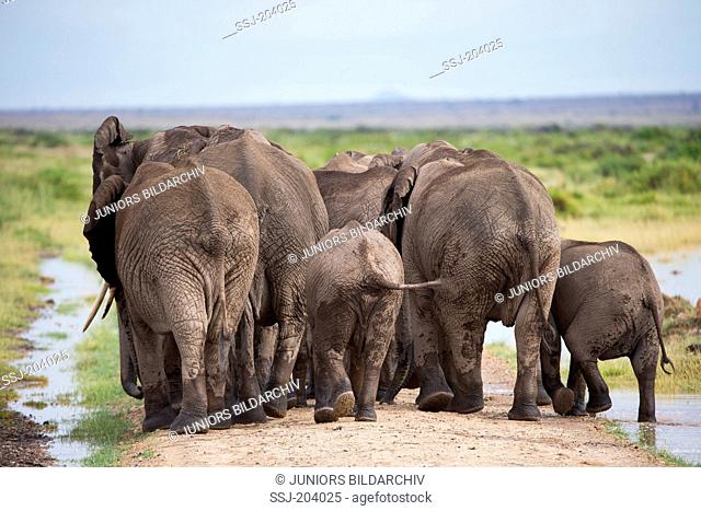 African Elephant (Loxodonta africana). Breeding herd walking on a dust road, seen from the rear. Amboseli National Park, Kenya