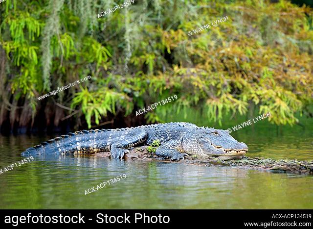 Basking adult alligator (Alligator mississippienesis), southern Louisiana, USA