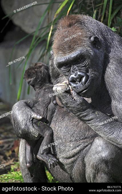 Western lowland western gorilla (Gorilla gorilla), female, with young, portrait Lowland gorilla, Gorilla gorilla Lowland gorilla, female, with young