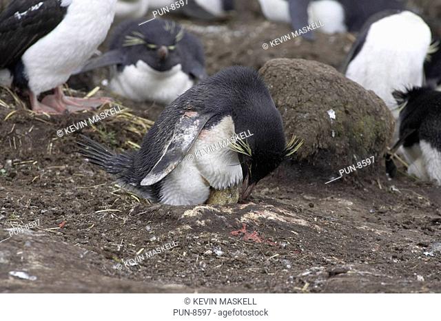 Rockhopper penguin Eudyptes chrysocome turning egg on Saunders Island, Falkland Islands