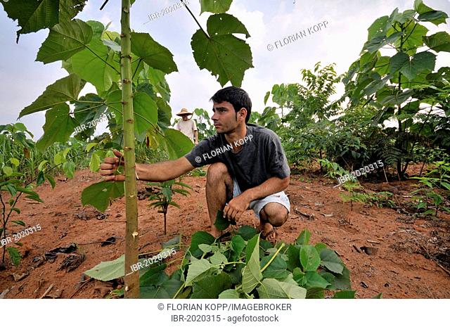 Young farmer cultivating seedlings for the reforestation of cleared land in the Amazon rainforest, tree nursery of a cooperative of peasants who were resettled...
