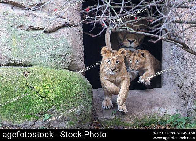 13 November 2023, Saxony, Leipzig: The lion cubs jump in front of their mother Kigali in the outdoor enclosure at Leipzig Zoo