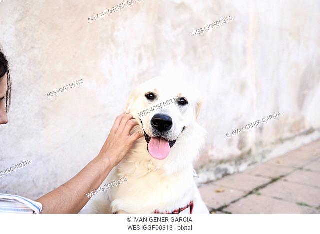 Portrait of dog stroked by owner