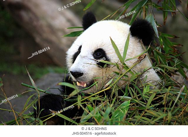 Giant Panda/Ailuropoda melanoleuca, China, Asia, adult portrait feeding