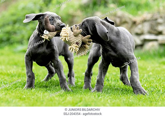 Great Dane. Two puppies pulling at a plush toy. Germany. Restriction: Not for guidebooks for pet care until 9/2017