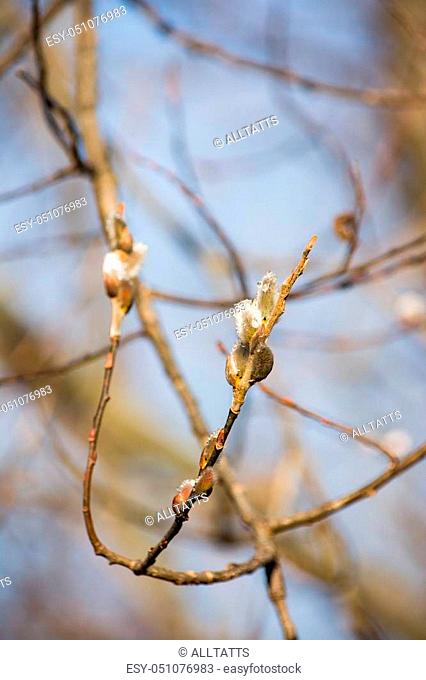 first spring catkin blossom in Michigan