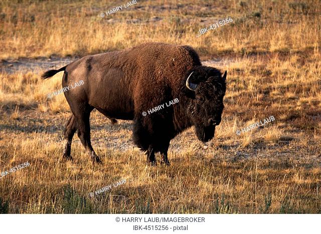 Buffalo, American Bison (Bos bison), male animal, Yellowstone National Park, Wyoming, USA