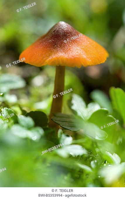 Witch's hat, Conical wax cap, Conical slimy cap (Hygrocybe conica, Hygrocybe nigrescens), on forest floor, Germany