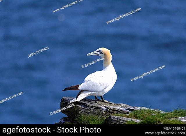 Northern gannet on the cliffs of the Isle of Noss, Scotland, Shetland Islands