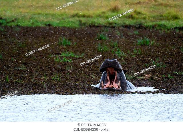 Hippopotamus (Hippopotamus amphibius) with mouth open at river's edge, Khwai concession, Okavango delta, Botswana