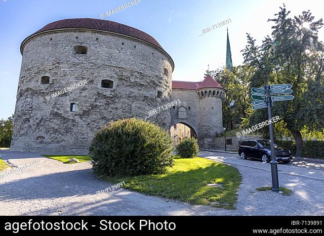 City wall and Dicke Margarethe, defence defence tower of the Revaler city fortification, Tallinna linnamüür, Tallinn, Estonia, Europe