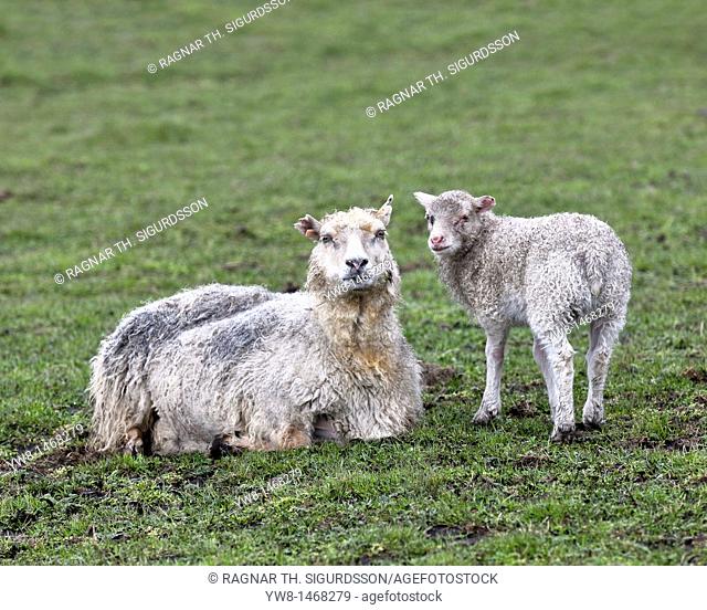 Ewe and lamb dirty from ash fall, Grimsvotn volcanic eruption, Iceland  Normally ewe has 2 lambs, but one died from ashfall  The eruption began on May 21