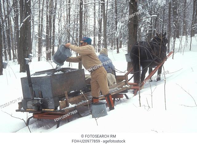 maple syrup, sleigh, winter, Cabot, VT, Vermont, People gathering sap at Carpenter Farm using horse and sleigh at sugaring time in early spring in Cabot