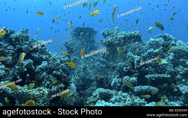 Massive school of Lyretail Anthias (Pseudanthias squamipinnis) and Glassfish swims near coral reef. Underwater life on coral reef in the ocean