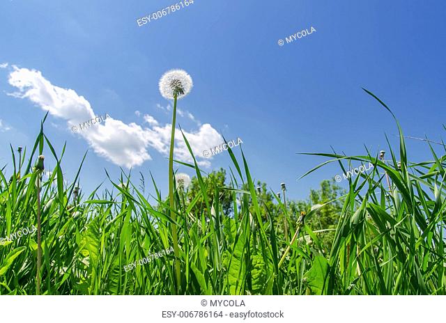 dandelion in green grass field and blue sky