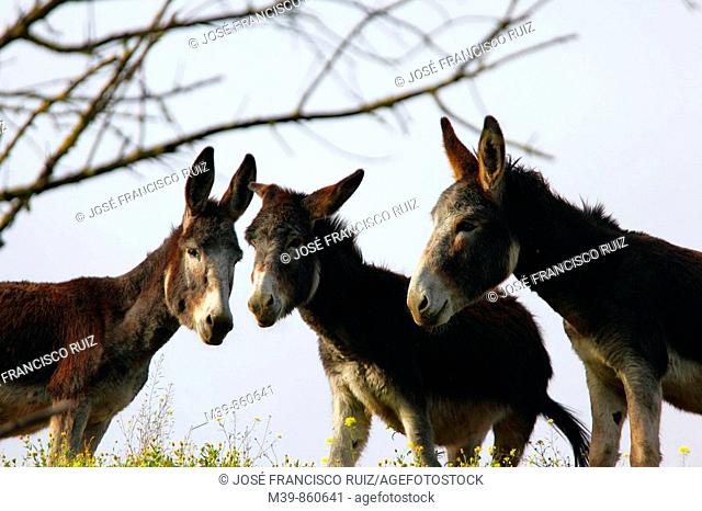 Tres burros