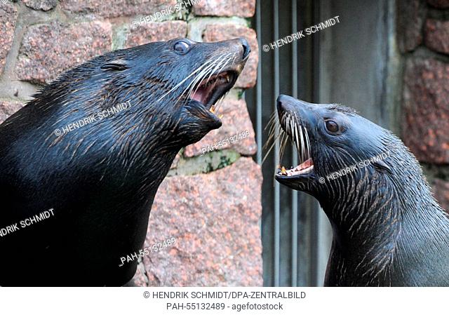 The South American seals Molly and Diego (R) in their enclosure at the zoo in Halle, Germany, 19 January 2015. A Halle-based company has extended its...