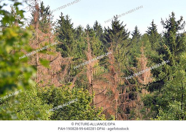27 August 2019, Saxony, Augustusburg: Dead trees stand in the forest near Augustusburg. Since October 2017, 5.2 million cubic metres of damaged wood in the...