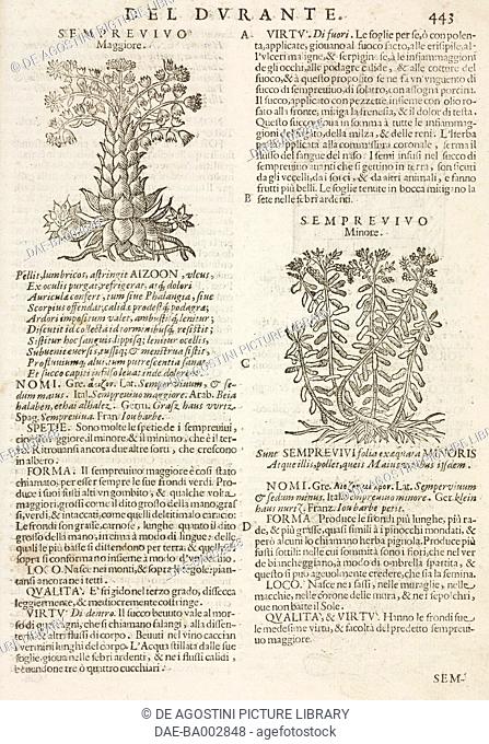 Semprevivo maggiore (Aizoon) and Semprevivo minore (Semprevivi minoris), page from the Herbario Nuovo by Castore Durante (1529-1590)
