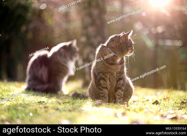 two cats outdoors in the garden side by side looking in the same direction