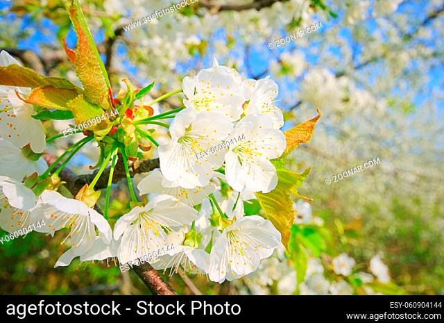 Kirschblüte - cherry blossom 44