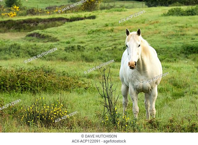 Horse in field (Equus ferus caballus), Whidbey Island, Washinton State, USA