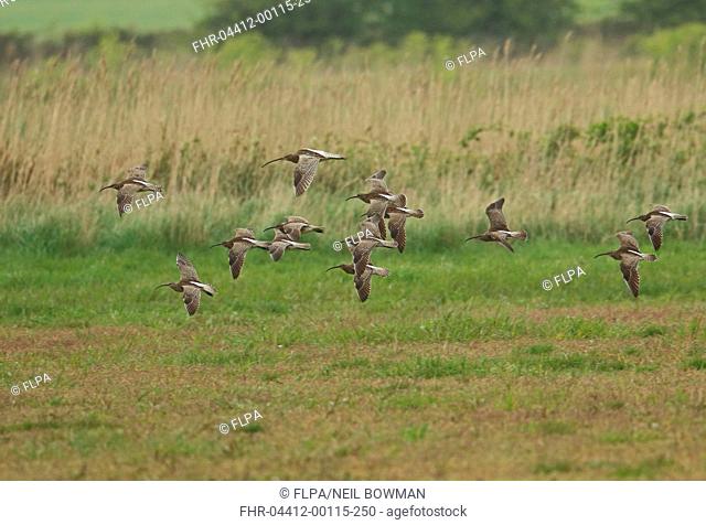 Whimbrel (Numenius phaeopus) flock, with Eurasian Curlew (Numenius arquata) adult, migrants in low flight over 'Higher Level Stewardship' scheme field