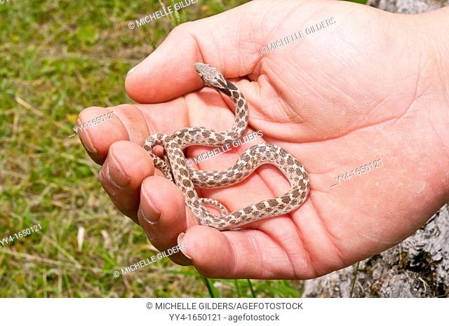 Texas night snake, Hypsiglena torquata jani, in hand, native to southern United States and Mexico