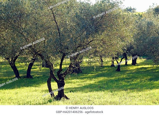 Olive Trees (Olea europaea)