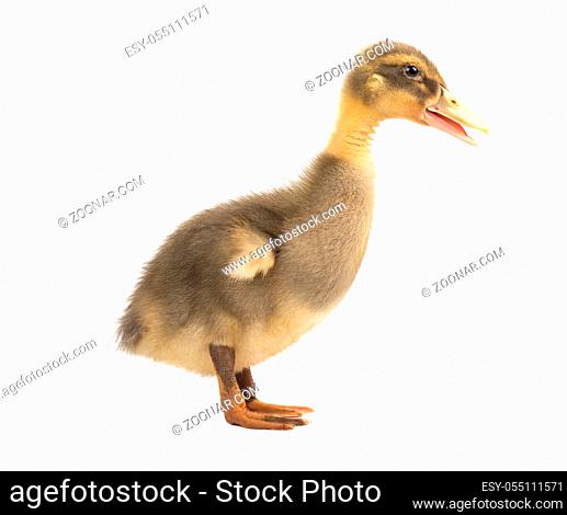 Cute little duckling isolated on white background