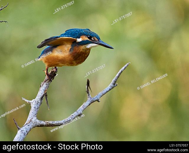 Kingfisher (Alcedo Atthis) taking off, Villahermosa river, Ludiente, Castellón, Spain