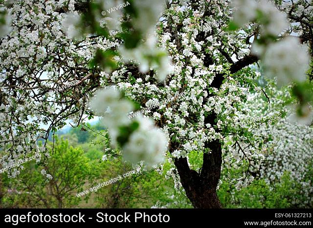Spring blossom background. Beautiful nature scene with blooming tree of apple