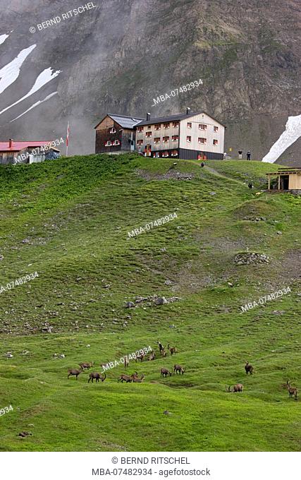 Ibex in front of Memminger hut, Lechtaler alps, Tyrol, Austria
